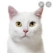 gato da Saskura