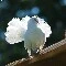 Sliver Bird