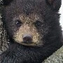 blacky