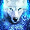 Ice (raja serigala)