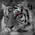 Chiko( harimau putih)
