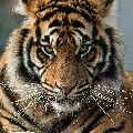 Naomi ( Harimau )