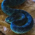 Blue ( ular viper)