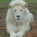 Leon ( singa putih)
