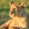 gold( singa )