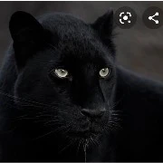 Panter