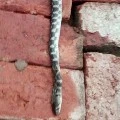 Snake Uncle
