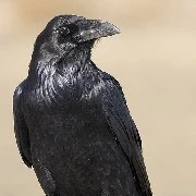 อีกา