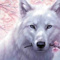 Zane Night (Wolf form)