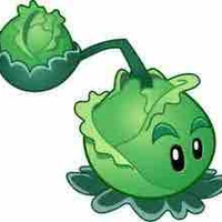 Cabbage