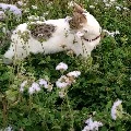 Sleepy head(Author)