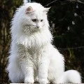 Kucing??