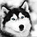 yoongi(lobo)