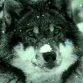 Taehyung(lobo)