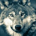 Jin(lobo)