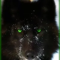 Jungkook(lobo)