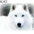 Jimin(lobo)