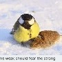 birdie kun