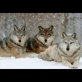 los tres lobos