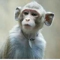 mr.monkey