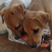 puppy