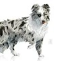Browno( pet)