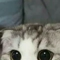 doggie