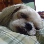 youre dog/charles