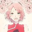 sakura