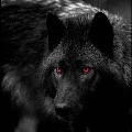 Ace/Alpha