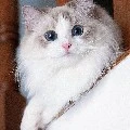 Tetet(Taehyung)