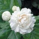 flora