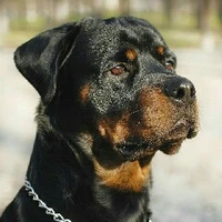 Rex