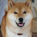 ชา