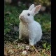 rabbit (adrian)