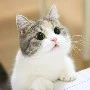 แมว