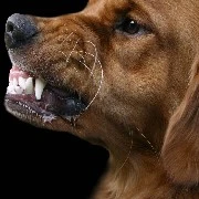 🐕