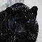 Blake