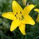 Lilly
