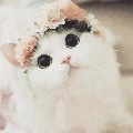 แอด