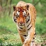 Catalina ( tigre )