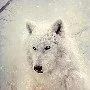 será ( loba )