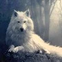reina ( loba )