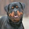 Oso
