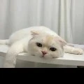 แอด