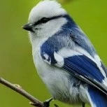 the bird