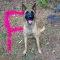 fido * tu perro *