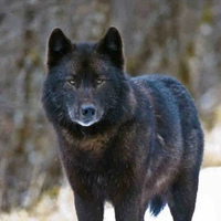 Jon’s Wolf
