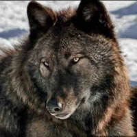 Miles’ Wolf