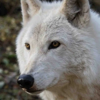 Liam’s Wolf